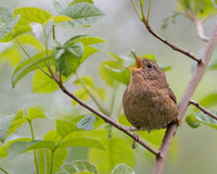 Pacific Wren