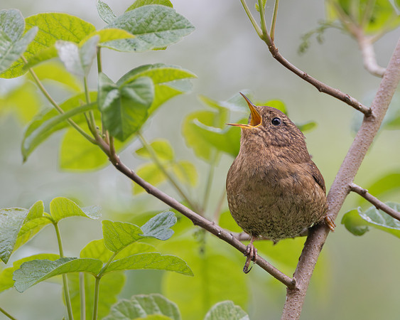 Pacific Wren