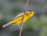 Wilson's Warbler