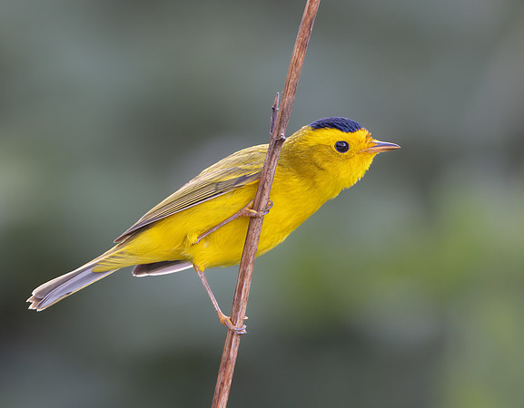 Wilson's Warbler