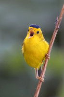 Wilson's Warbler