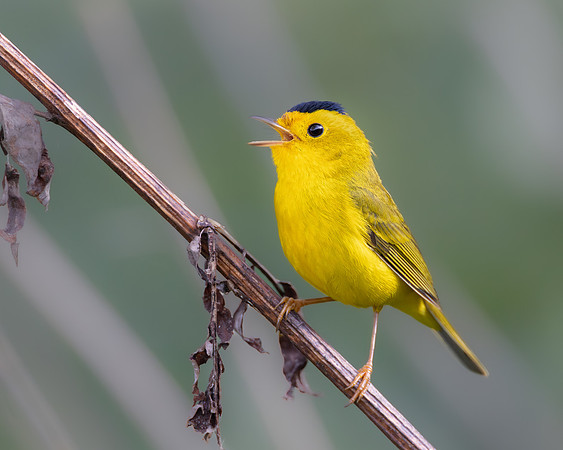 Wilson's Warbler