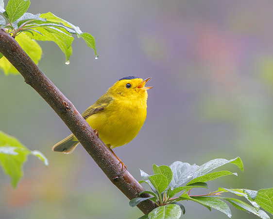Wilson's Warbler