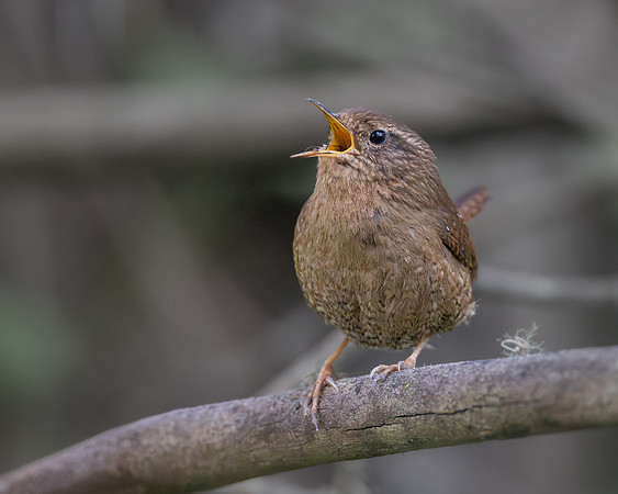 Pacific Wren