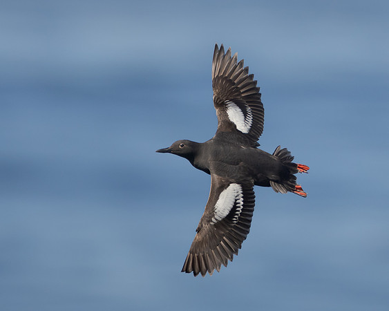 Pigeon Guillemot