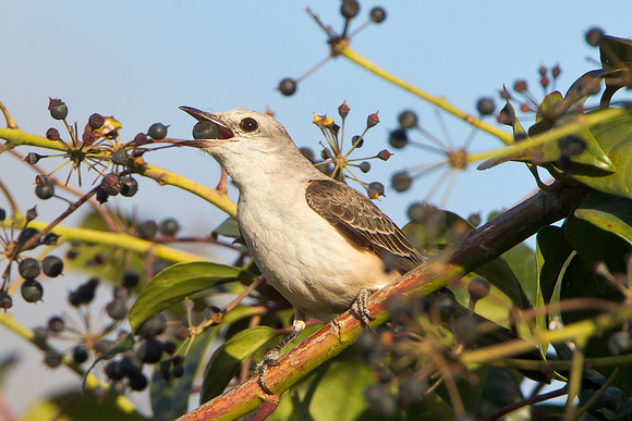 Scissor-tailed Flycatcher eating a berry