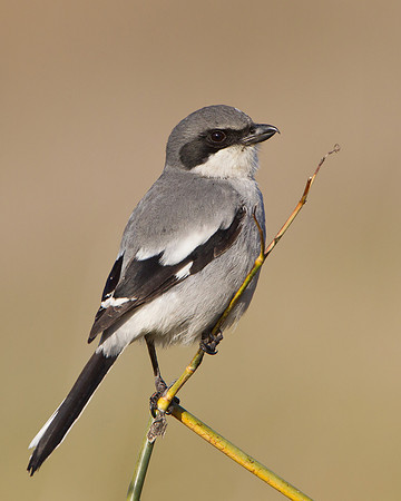 Loggerhead Shrike