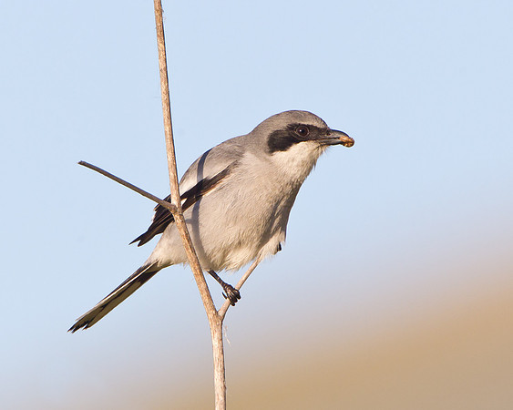 Loggerhead Shrike