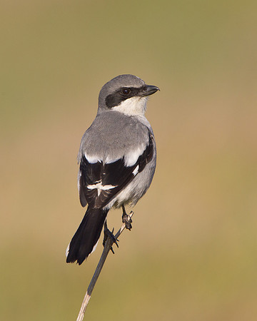 Loggerhead Shrike