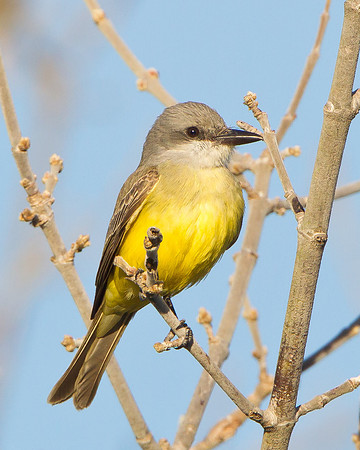 Tropical Kingbird