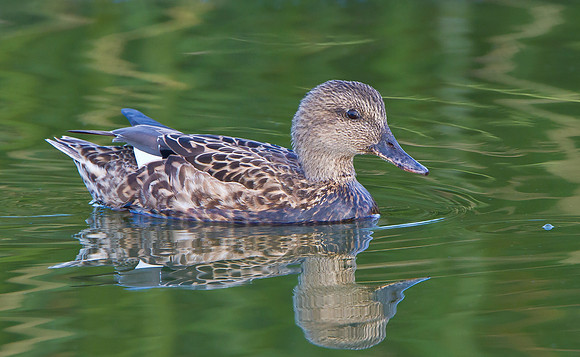 Gadwall, female