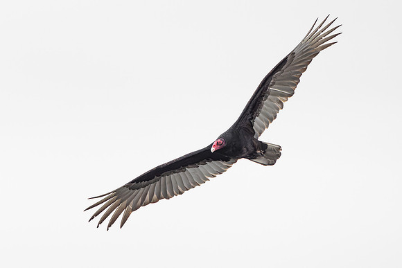 Turkey Vulture