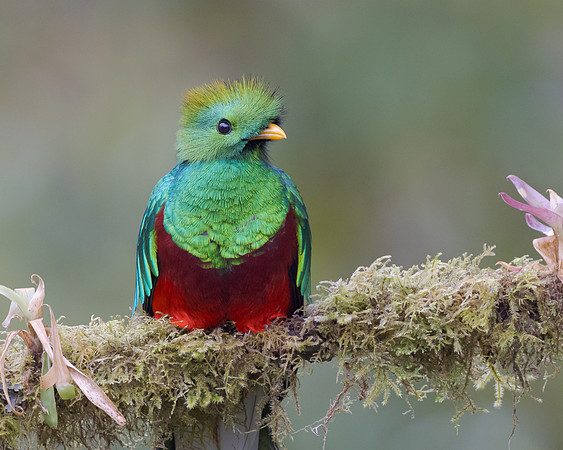 The male Resplendent Quetzal displaying his iridescent feathers