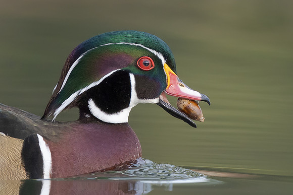 Wood Duck, with acorn