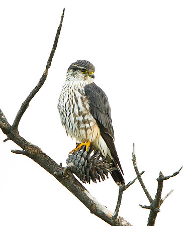 Merlin