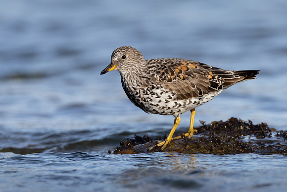 Surfbird