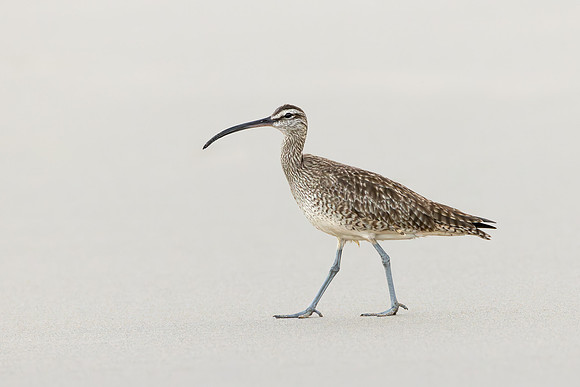 Hudsonian Whimbrel