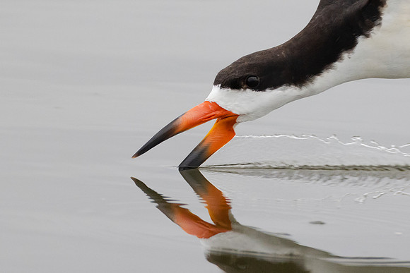 Black Skimmer