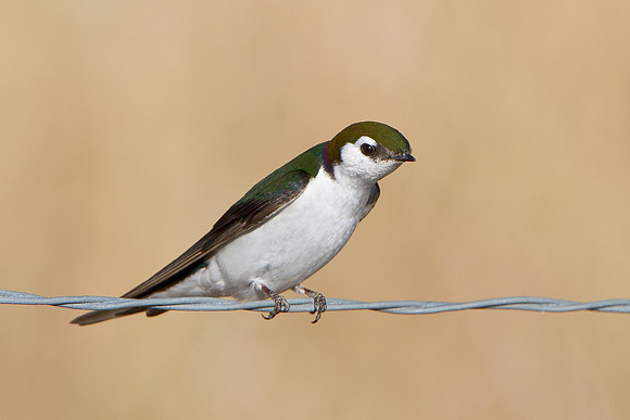 Violet-green Swallow