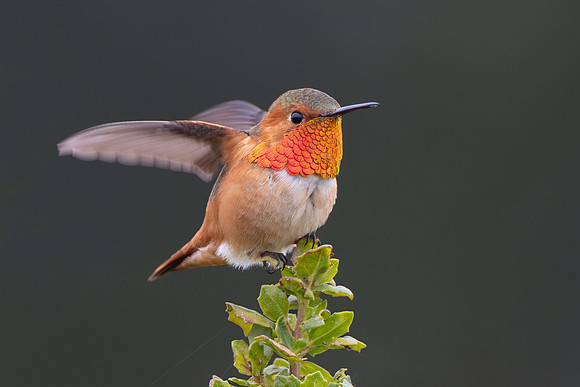 Allen's Hummingbird
