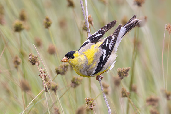 American Goldfinch
