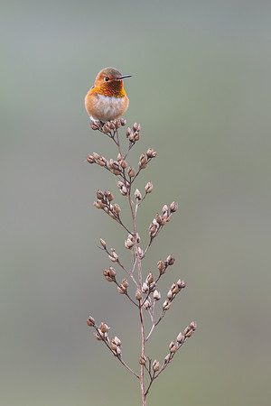 Allen's Hummingbird