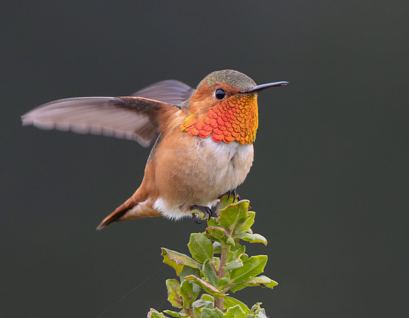 Allen's Hummingbird
