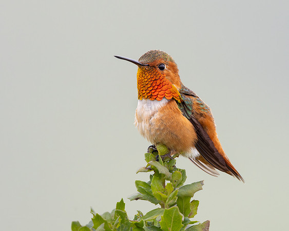 Allen's Hummingbird