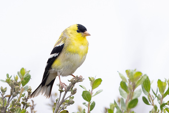 American Goldfinch