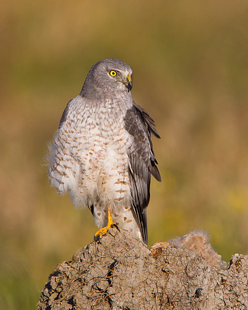 Northern Harrier