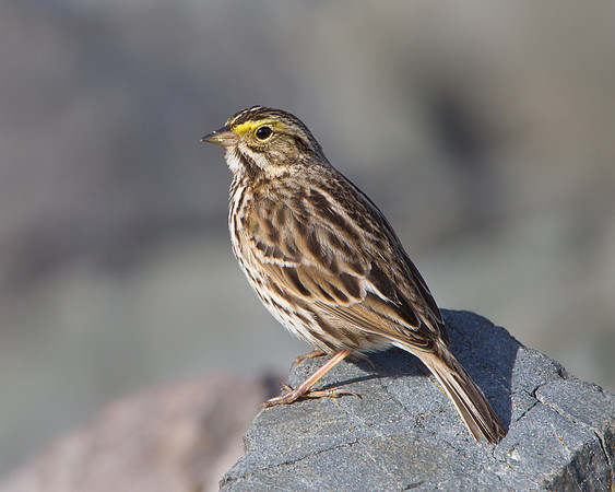 Savannah Sparrow