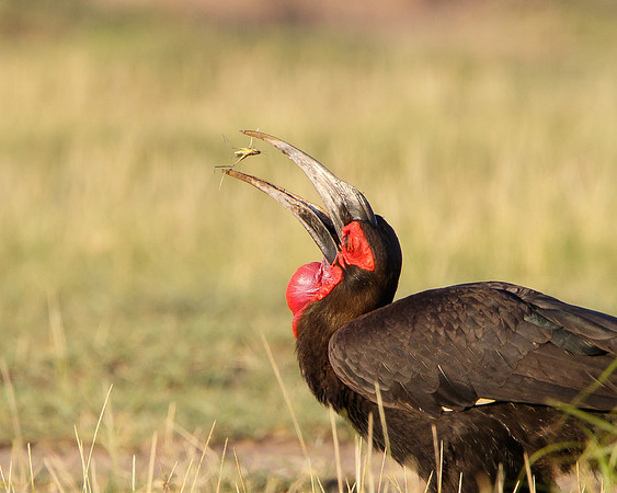 Southern Ground Hornbill, tossing insect