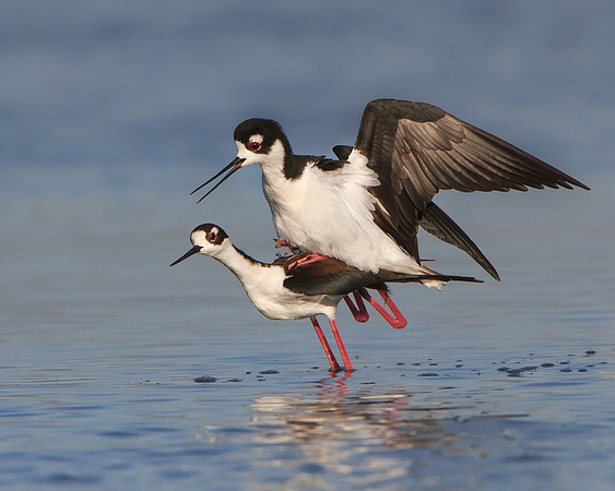 Black-necked Stilts mating; the "cloacal kiss"