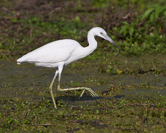 Little Blue Heron, juvenile