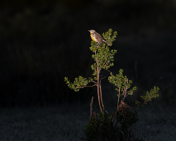 Western Meadowlark