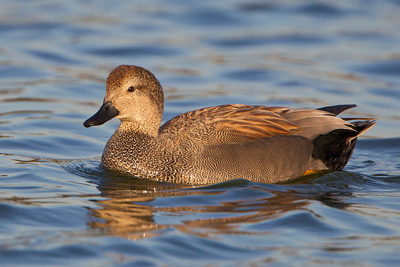 Gadwall