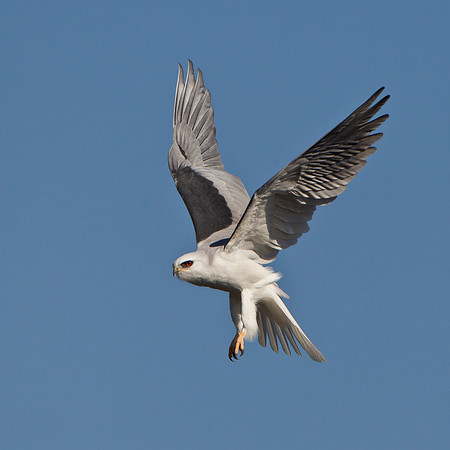 White-tailed Kite