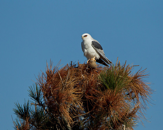 White-tailed Kite