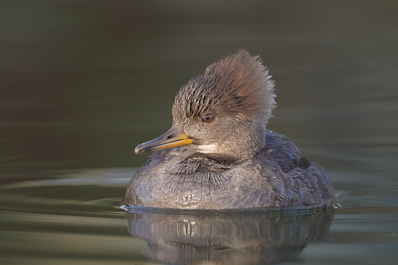 Hooded Merganser