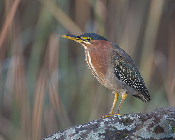 Green Heron