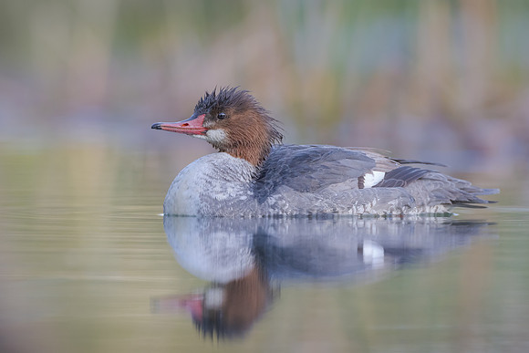 Common Merganser