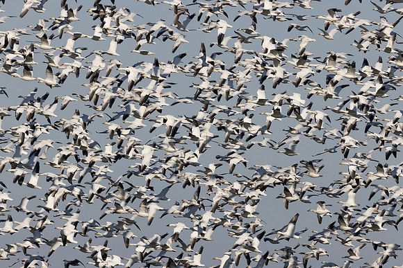 Snow Geese