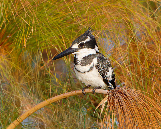 Pied Kingfisher