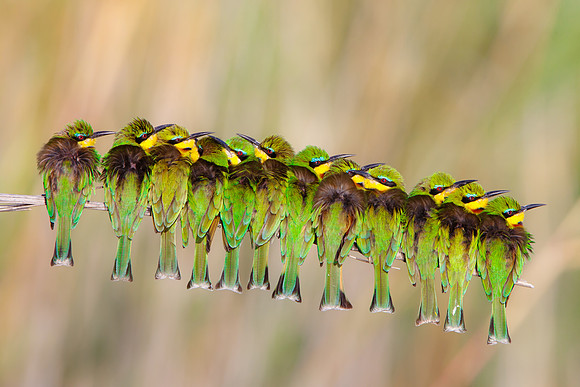 Little Bee-eaters, huddled together on a cold and windy morning