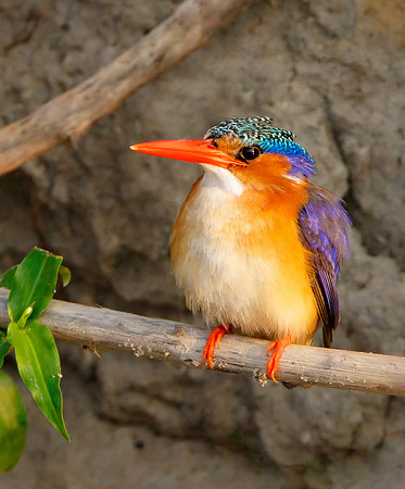 Malachite Kingfisher