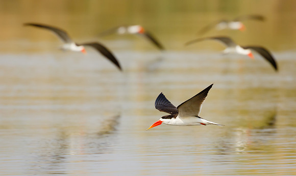 African Skimmers