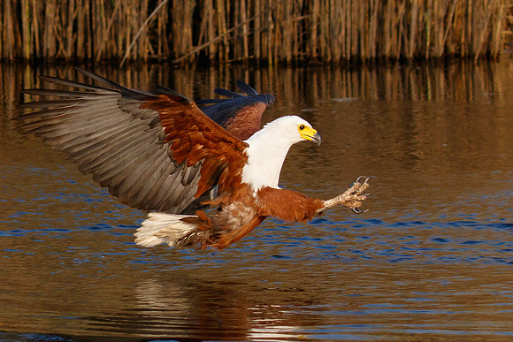 African Fish Eagle, extending its talons to grab a Talapia from the water (baited)