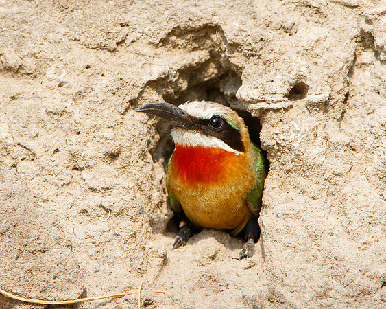 White-fronted Bee-eater, at nest