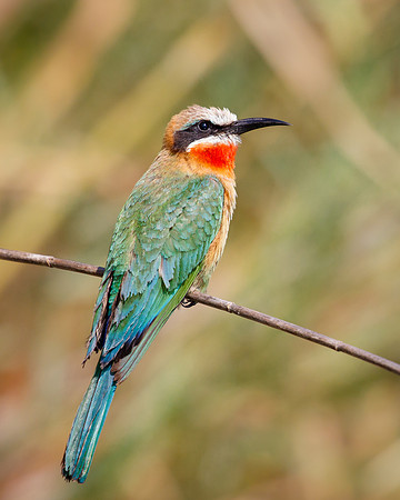 White-fronted Bee-eater