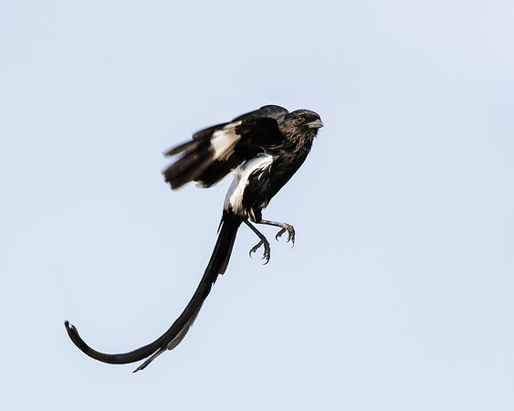 Magpie Shrike (aka Long-tailed Shrike)